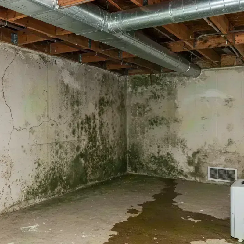 Professional Mold Removal in Paonia, CO